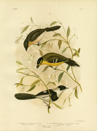 Broad-Billed Flycatcher by Gracius Broinowski